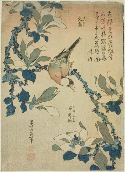 Paddy Bird and Magnolia Flowers (Buncho, kobushi no hana), z bez tytułu serii kwiatów i ptaków autorstwa Katsushika Hokusai