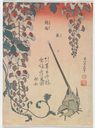 Pliszka i Wisteria, okres Edo, 1834 (kolorowy drzeworyt) autorstwa Katsushika Hokusai