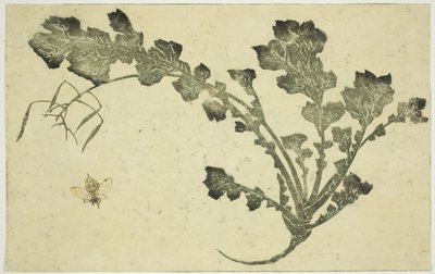 Łodyga osy i rzepy, z "Księgi obrazkowej realistycznych obrazów Hokusaia (Hokusai shashin gafu)" autorstwa Katsushika Hokusai