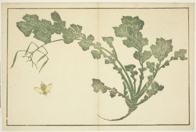 Łodyga osy i rzepy, z „Księgi obrazkowej realistycznych obrazów Hokusaia (Hokusai shashin gafu)” autorstwa Katsushika Hokusai