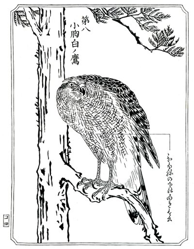 Jastrząb, 1898. autorstwa Kawanabe Kyosai