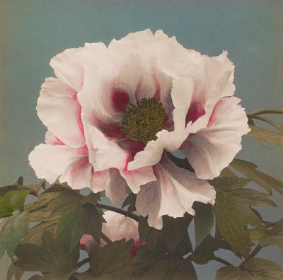 Piwonia drzewna autorstwa Kazumasa Ogawa
