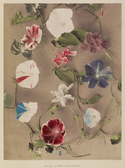 Grupa Morning Glories autorstwa Kazumasa Ogawa