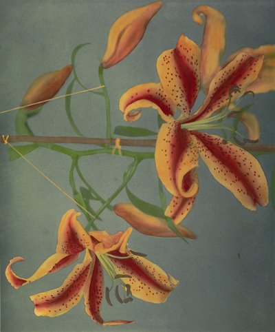 Lily, 1896 (kolotypia ręcznie kolorowana) autorstwa Kazumasa Ogawa