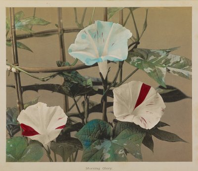 Morning Glory autorstwa Kazumasa Ogawa