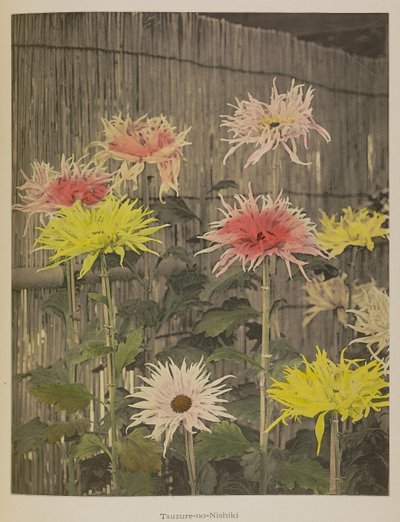 Tsuzure-no-Nishiki autorstwa Kazumasa Ogawa
