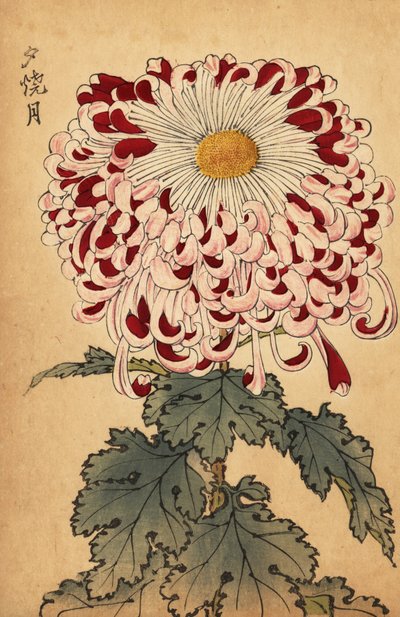Hybrydowa karmazynowo-biała chryzantema łyżeczkowa.,1893 (grawerunek) autorstwa Keika Hasegawa