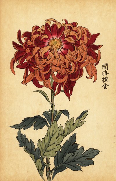 Hybryda pomarańczowo-karmazynowa chryzantema.,1893 (grawerunek) autorstwa Keika Hasegawa