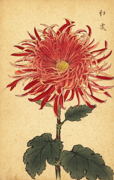 Hybryda różowo-karmazynowa chryzantema.,1893 (grawerunek) autorstwa Keika Hasegawa