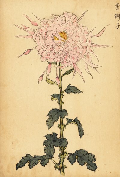 Hybrydowa różowa chryzantema pająka.,1893 (grawerunek) autorstwa Keika Hasegawa