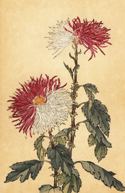 Hybrydowa fioletowo-biała chryzantema z lotkami.,1893 (grawerunek) autorstwa Keika Hasegawa