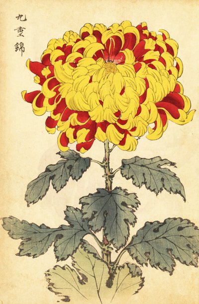 Hybryda szkarłatno-żółta chryzantema, 1893 (grawerowanie) autorstwa Keika Hasegawa