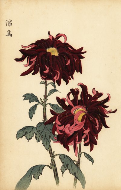 Hybryda pstrokata, szkarłatno-różowa chryzantema, 1893 (grawerunek) autorstwa Keika Hasegawa