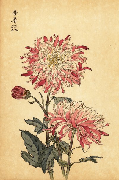 Hybryda pstrokata biało-różowa chryzantema.,1893 (grawerunek) autorstwa Keika Hasegawa