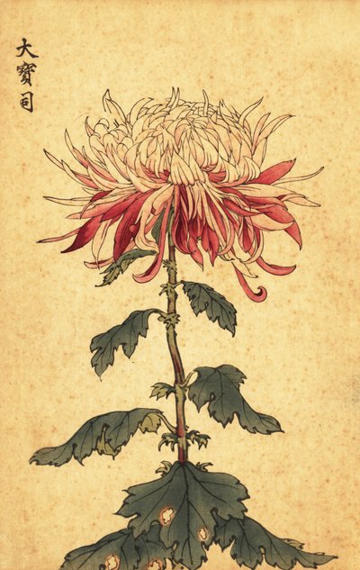 Hybrydowa biało-karmazynowa łyżka chryzantema.,1893 (grawerunek) autorstwa Keika Hasegawa