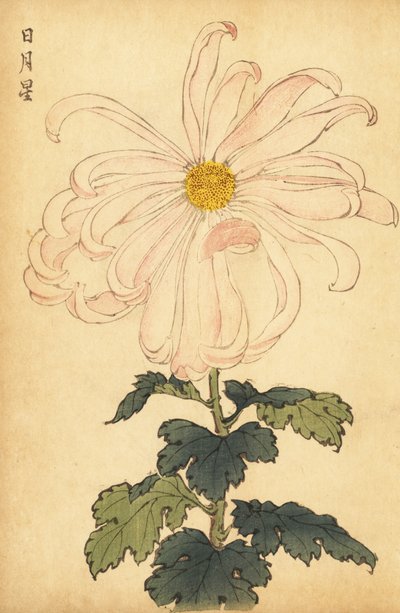 Hybryda biało-różowa chryzantema.,1893 (grawerunek) autorstwa Keika Hasegawa