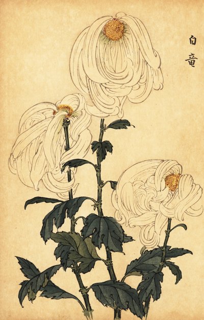 Hybryda biała chryzantema.,1893 (grawerunek) autorstwa Keika Hasegawa