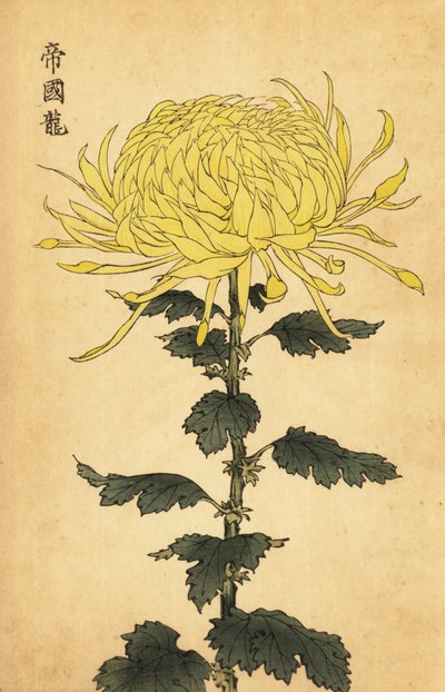 Hybryda żółta chryzantema.,1893 (grawerowanie) autorstwa Keika Hasegawa