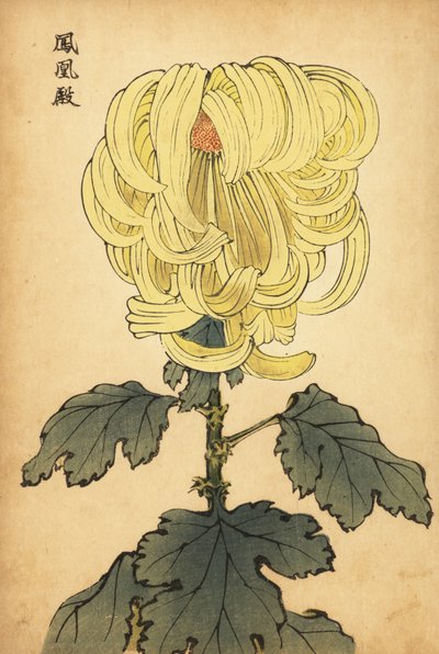 Hybrydowa żółta wygięta chryzantema, 1893 (grawerunek) autorstwa Keika Hasegawa