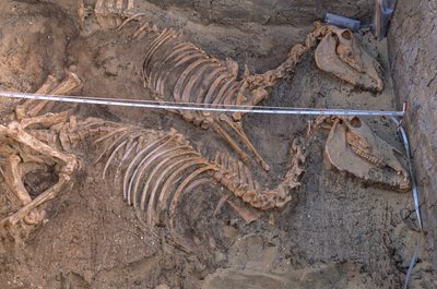 Wykopaliska szczątków dziesięciu osłów obok królewskiej komory grobowej, Abydos, 2005 (zdjęcie) autorstwa Kenneth Garrett