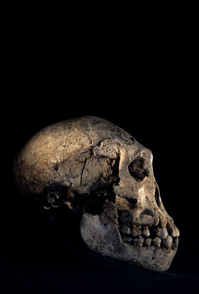 Czaszka znaleziona w Dmanisi, Dmanisi, Gruzja, stanowisko Homo erectus autorstwa Kenneth Garrett