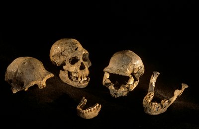Czaszki i żuchwy ze stanowiska Homo Erectus w Dmanisi, Gruzja autorstwa Kenneth Garrett