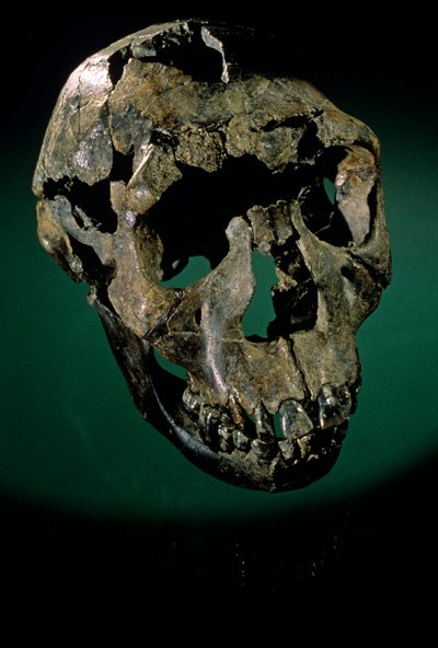 Turkana Boy, Kenia, Zachodnia Turkana, Jezioro Turkana, KNMER-WT15000, H. erectus, Nariokotome..., 2008 (foto) autorstwa Kenneth Garrett