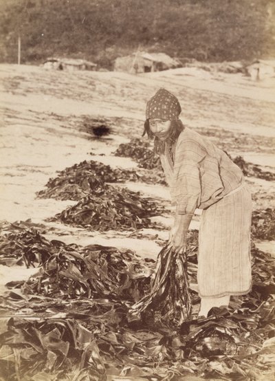 Kobieta Ainu zbierająca wodorosty, ok. 1900 (srebrny odcisk albumu) autorstwa Kenzô Tamoto