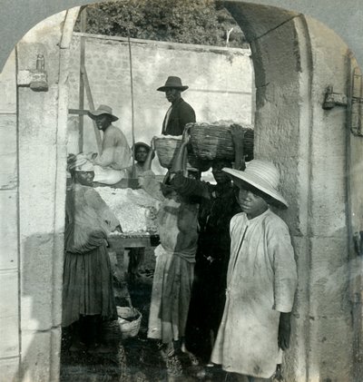 Kakao Świeże z Strąków, Dominika, B.W.I., 1893. autorstwa Keystone View Company