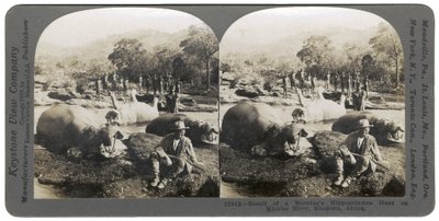 Wynik porannego polowania na hipopotamy na rzece Mlembo, Rodezja, Afryka, 1910 r autorstwa Keystone View Company