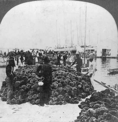 Rynek gąbek, port Key West, Floryda, USA, c1900 autorstwa Keystone View Company