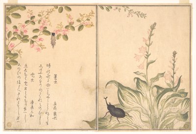  autorstwa Kitagawa Utamaro
