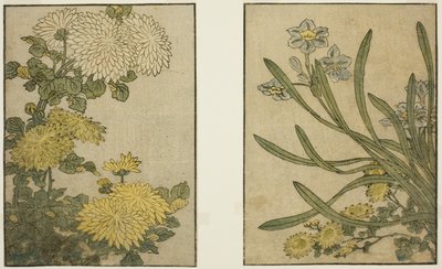 Chryzantema i Narcyz, z ilustrowanej książki „Picture Book: Flowers of the Four Seasons (Ehon shiki no hana)”, tom. 2 autorstwa Kitagawa Utamaro