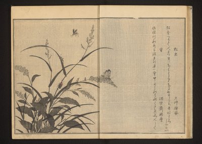 Świerszcz i świetliki na polygonum i już autorstwa Kitagawa Utamaro