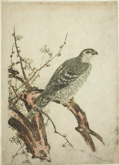 Jastrząb na śliwce autorstwa Kitagawa Utamaro