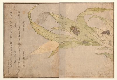 Higurashi i pająk, 1788 (drzew) autorstwa Kitagawa Utamaro