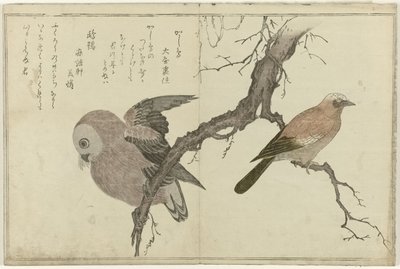 Sójka i sowa autorstwa Kitagawa Utamaro