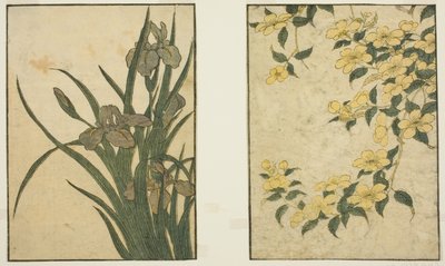 Kerria i Iris, z ilustrowanej książki „Picture Book: Flowers of the Four Seasons (Ehon shiki no hana)”, tom. 1 autorstwa Kitagawa Utamaro