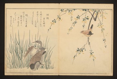Krzyżówka i zimorodek autorstwa Kitagawa Utamaro
