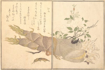 Kret Cricket Kera, Skorek, Hasami-mushi..., 1788. autorstwa Kitagawa Utamaro