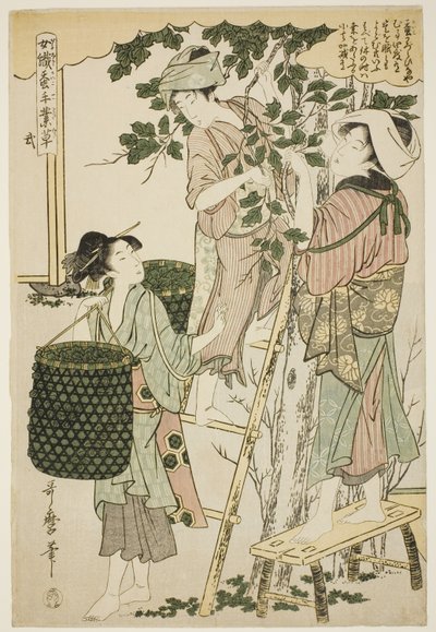 nr 2 (ni), z serii „Kobiety zajmujące się serownictwem (Joshoku kaiko tewaza-gusa)” autorstwa Kitagawa Utamaro