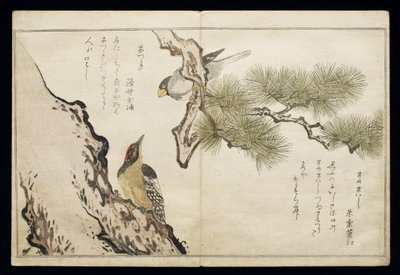 P.332-1946 Vol.1 f.3 Hawfinch and a Woodpecker, z albumu "Birds compared in Humorous Songs", 1791 (kolorowa odbitka drzeworytnicza) autorstwa Kitagawa Utamaro