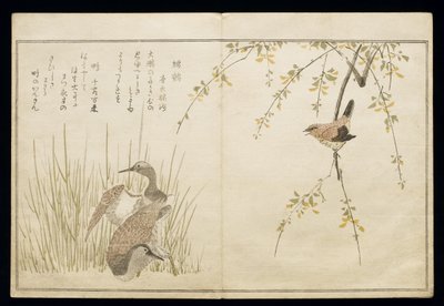 P.332-1946 Vol.1 f.5 Wren and a couple of Snipe, from an album 