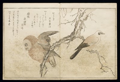 P.332-1946 Vol.1 f.7 Sójka po prawej i Sowa po lewej, z albumu „Birds Compare in Humorous Songs”, 1791 (kolorowy drzeworyt) autorstwa Kitagawa Utamaro