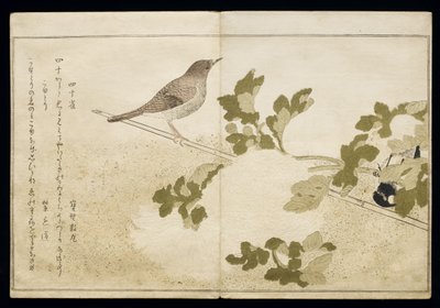 P.332-1946 Vol.2 f.2 Sikora mandżurska i rudzik, z albumu „Ptaki porównane w pieśniach humorystycznych”, 1791 (kolorowy drzeworyt) autorstwa Kitagawa Utamaro