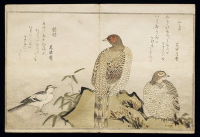 P.332-1946 Vol.2 f.3 Two Copper Pheasants and a Wagtail, from an album 