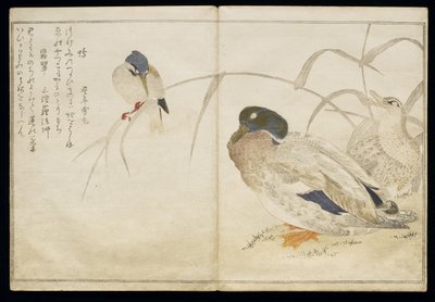 P.332-1946 Vol.2 f.7 Dwie dzikie kaczki i zimorodek, z albumu „Ptaki porównywane w pieśniach humorystycznych”, 1791 (kolorowy drzeworyt) autorstwa Kitagawa Utamaro