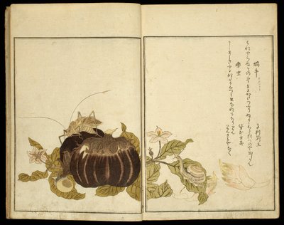 Książka obrazkowa: Wybrane owady (Ehon mushi erabi) autorstwa Kitagawa Utamaro