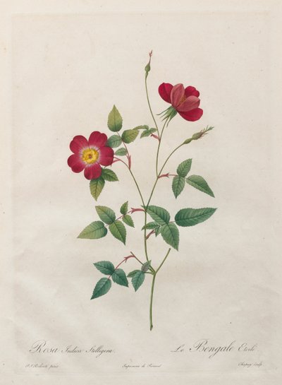 Rosa Indica Stelligera autorstwa Kitagawa Utamaro