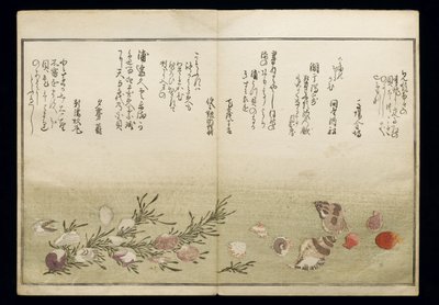 Shiohi no tsuto (Dary z odpływu), znany jako Księga Muszli, 1789 (kolorowy drzeworyt) autorstwa Kitagawa Utamaro